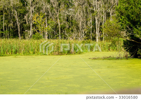 One swamp green swamp One swamp green swamp 33016580