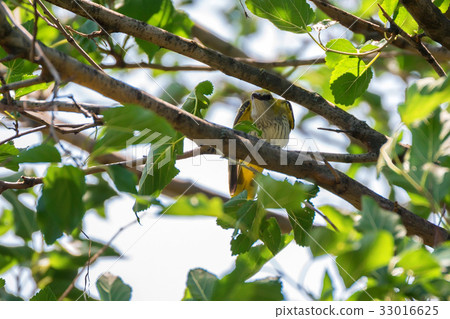 Young Eurasian Golden Oriole or Oriolus oriolus 33016625