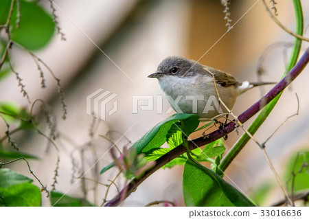 Lesser whitethroat or Sylvia curruca in the nature 33016636