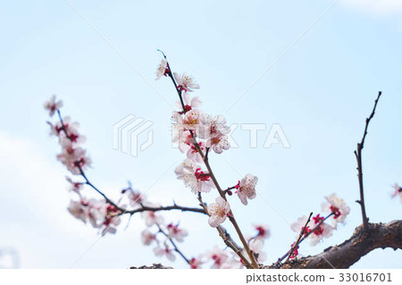 Plum blossom  33016701