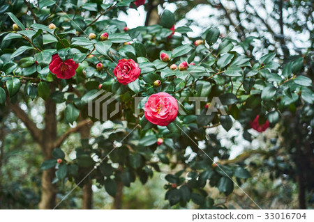 茶花 茶花 33016704