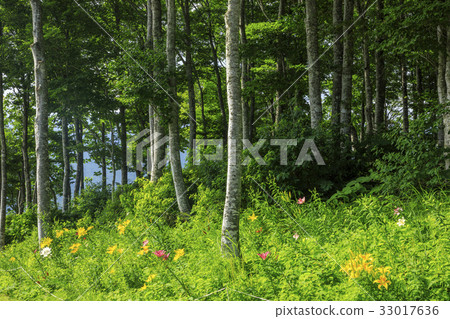 Iwayake Yurien 33017636