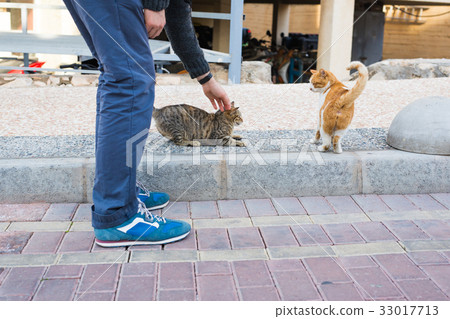 Homeless cat, pet and animals concept - Man 33017713
