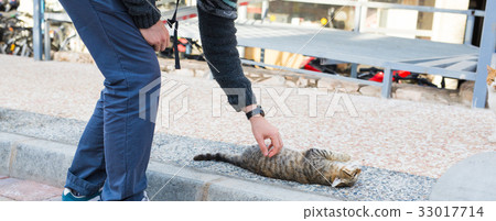 Homeless cat, pet and animals concept - Man Homeless cat, pet and animals concept - Man 33017714