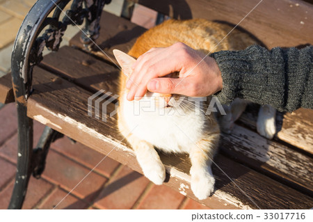 Homeless cat, pet and animals concept - Man 33017716