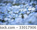 Nemophila 33017906