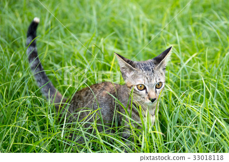 Little kitten playing in the garden Little kitten playing in the garden 33018118