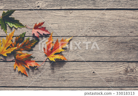 Autumn season background, yellow maple leaves 33018313