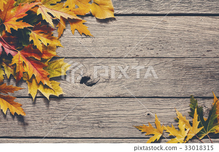 Autumn season background, yellow maple leaves 33018315