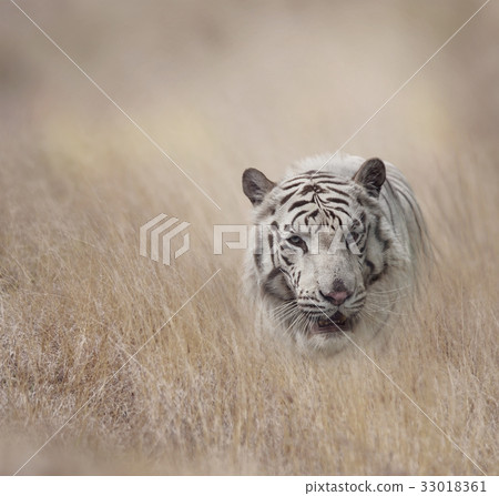 White Tiger in the grassland White Tiger in the grassland 33018361