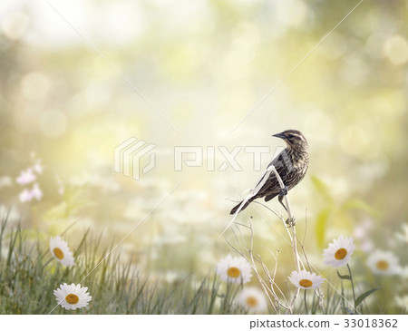 Brown bird perching in a meadow Brown bird perching in a meadow 33018362