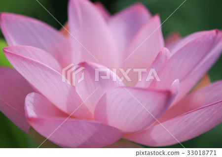 Lotus flower Lotus flower 33018771