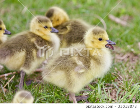Several cute funny chicks of Canada geese 33018878