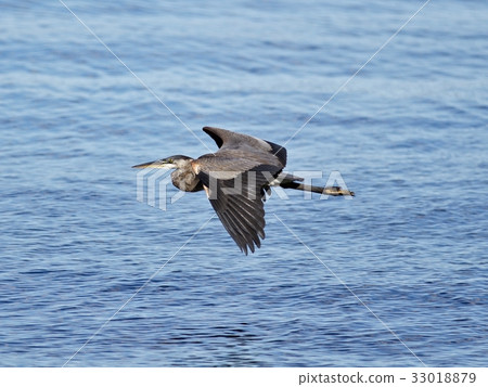 Photo of a great heron in flight 33018879