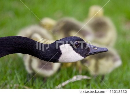 Young Canada geese chicks under cover of their mom 33018880