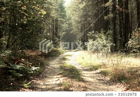 Country road in a wood Country road in a wood 33018978