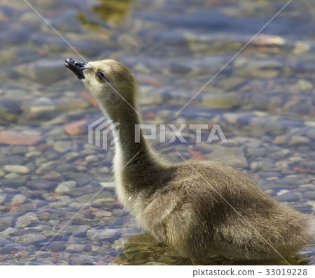 Beautiful image with a chick of the Canada geese 33019228