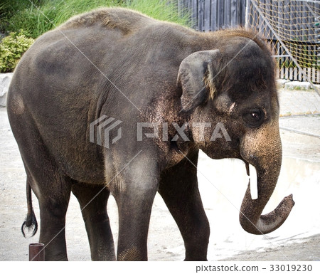 Isolated picture with an elephant looking at a mob 33019230