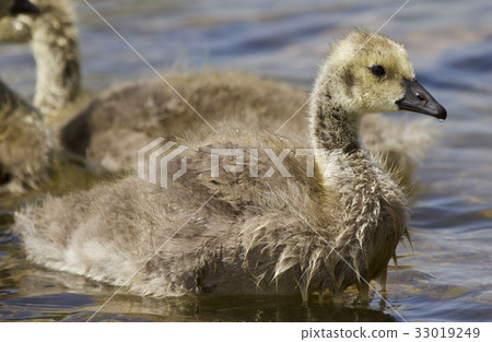 Chick of Canada geese going out of the water Chick of Canada geese going out of the water 33019249