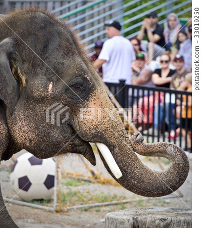 Isolated picture with an elephant looking at a mob 33019250