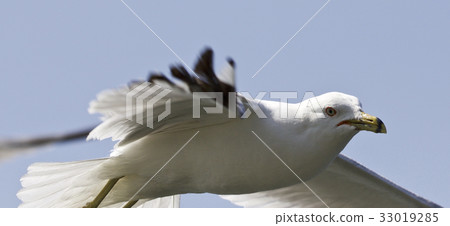 Beautiful close picture with a gull in the sky 33019285