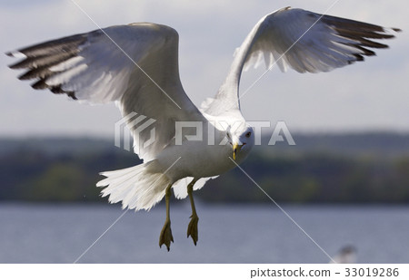 Beautiful photo of a flying gull 33019286
