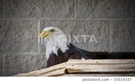 Image of a north American eagle looking aside Image of a north American eagle looking aside 33019287