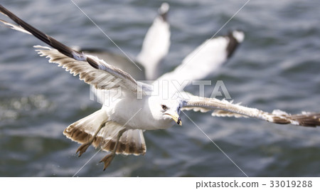 Beautiful isolated picture with the gulls flying Beautiful isolated picture with the gulls flying 33019288