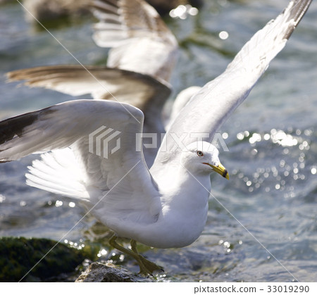Beautiful photo of a gull on the shore Beautiful photo of a gull on the shore 33019290