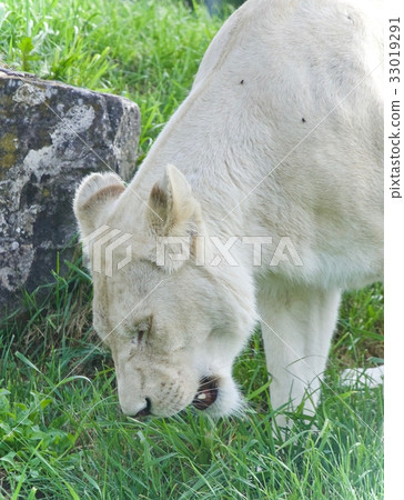 Beautiful postcard with a white lion walking Beautiful postcard with a white lion walking 33019291