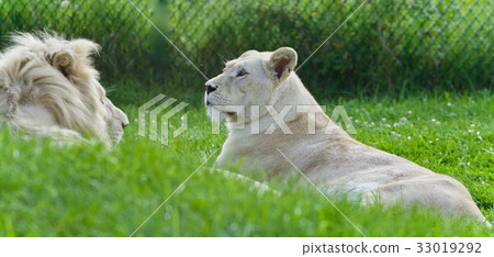 Photo of a pair of white lions laying together Photo of a pair of white lions laying together 33019292
