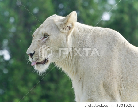 Beautiful postcard with a white lion looking aside Beautiful postcard with a white lion looking aside 33019293