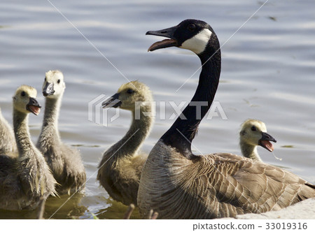 A family of the Canada geese A family of the Canada geese 33019316