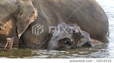 Image of a funny young elephant swimming in a lake 33019319