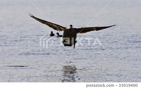 Beautiful isolated image of a landing Canada goose 33019400