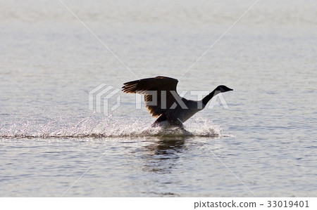 Beautiful background with a landing Canada goose 33019401