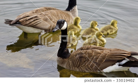 A young family of Canada geese swimming A young family of Canada geese swimming 33019402