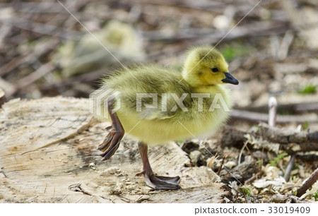 A cute funny chick of Canada geese on a stump 33019409