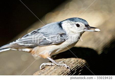 A white-breasted nuthatch bird A white-breasted nuthatch bird 33019410