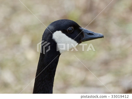 Beautiful isolated photo of a Canada goose 33019412