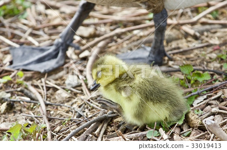 A cute sleepy funny chick of Canada geese 33019413