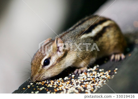 A cute  chipmunk on the wooden hedge 33019416