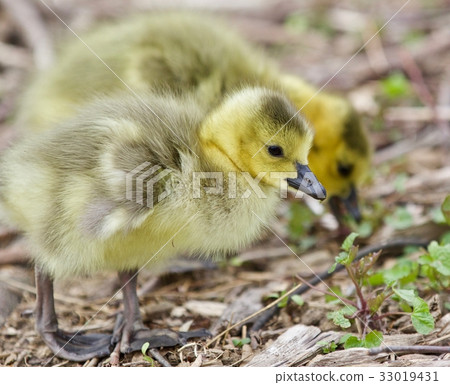 Two young chicks of Canada geese 33019431