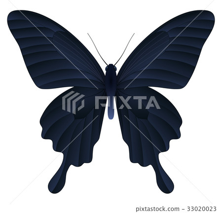 Beautiful butterfly isolated on a white background Beautiful butterfly isolated on a white background 33020023