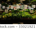 Seedling sales of vegetables in the morning market 33021921