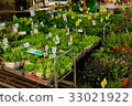 Seedling sales of vegetables in the morning market 33021922