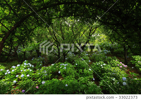 Hydrangea 4670 33022373