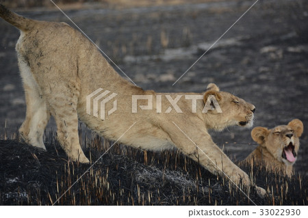 舒展世界遺產名錄Okavango沼澤地的幼小獅子在博茨瓦納，非洲 33022930
