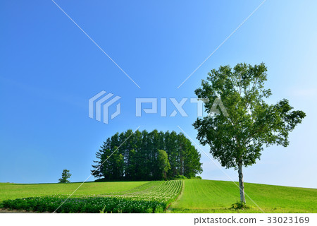 Biei no Oka 33023169