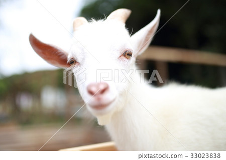 Goat (Animals Mammals Goats Livestock Ranch Ranch Pet Bovine Goat Zoo Cute) 33023838